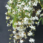 Chains of Glory (Clerodendrum smithianum)