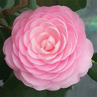Camellia
