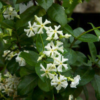 Star Jasmine
