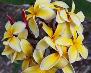Plumeria ‘Novelty’ (Plumeria rubra hybrid)