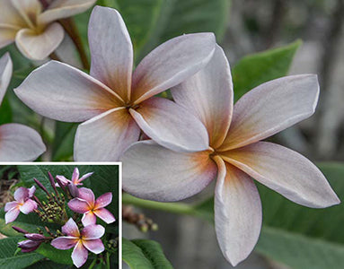 Plumeria ‘Siam Lavender’ (Plumeria rubra hybrid)