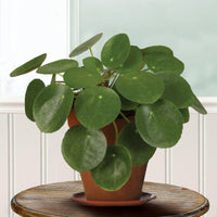 r9359-2_-_pilea_pepermiodies_-_chinese_money_plant_-_new_1 (tropical-plants)