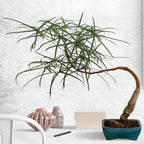 Australian Bottle Tree (Brachychiton rupestris)