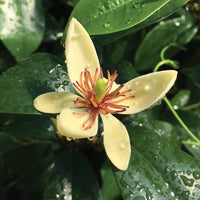 Banana Shrub