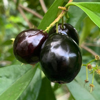 Rainforest Plum Tree