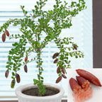 Red Australian Finger Lime Tree ‘Red Champagne’ (Citrus australasica sanguinea)