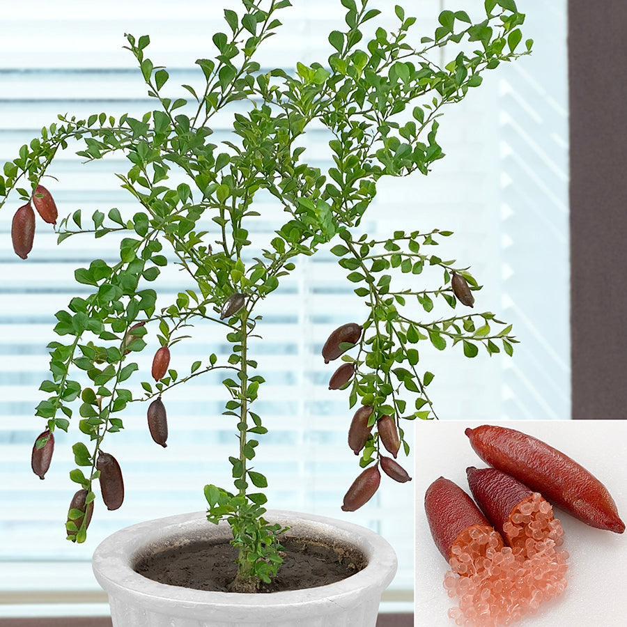 Red Australian Finger Lime Tree ‘Red Champagne’ (Citrus australasica sanguinea)