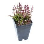 Crassula ‘Red Pagoda’ (Crassula capitella)