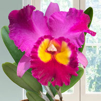 Cattleya Orchids