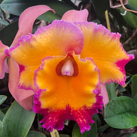 Fragrant Orchids