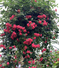 Panama Rose