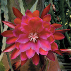 Orchid Cactus ‘Unforgettable’ (Epiphyllum hybrid)