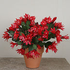 Red Easter Cactus 'Scorpius'  (Rhipsalidopsis gaertneri)
