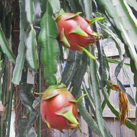 Dragon Fruit