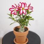 Desert Rose ‘Red Picotee’ (Adenium obesum)