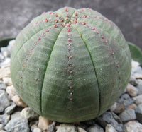 Baseball Plant