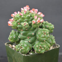 Monadenium