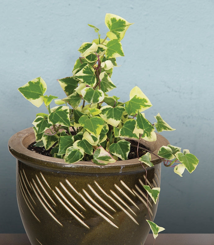 Variegated Wax Ivy (Senecio macroglossus ‘Variegatus’)