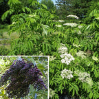 American Elderberry Plant Set 'Ranch' & 'Wyldewood'