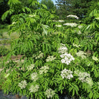 American Elderberry Plant 'Wyldewood' (Sambucus canadensis hybrid)