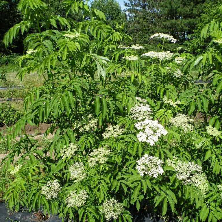 American Elderberry Plant 'Wyldewood' (Sambucus canadensis hybrid)