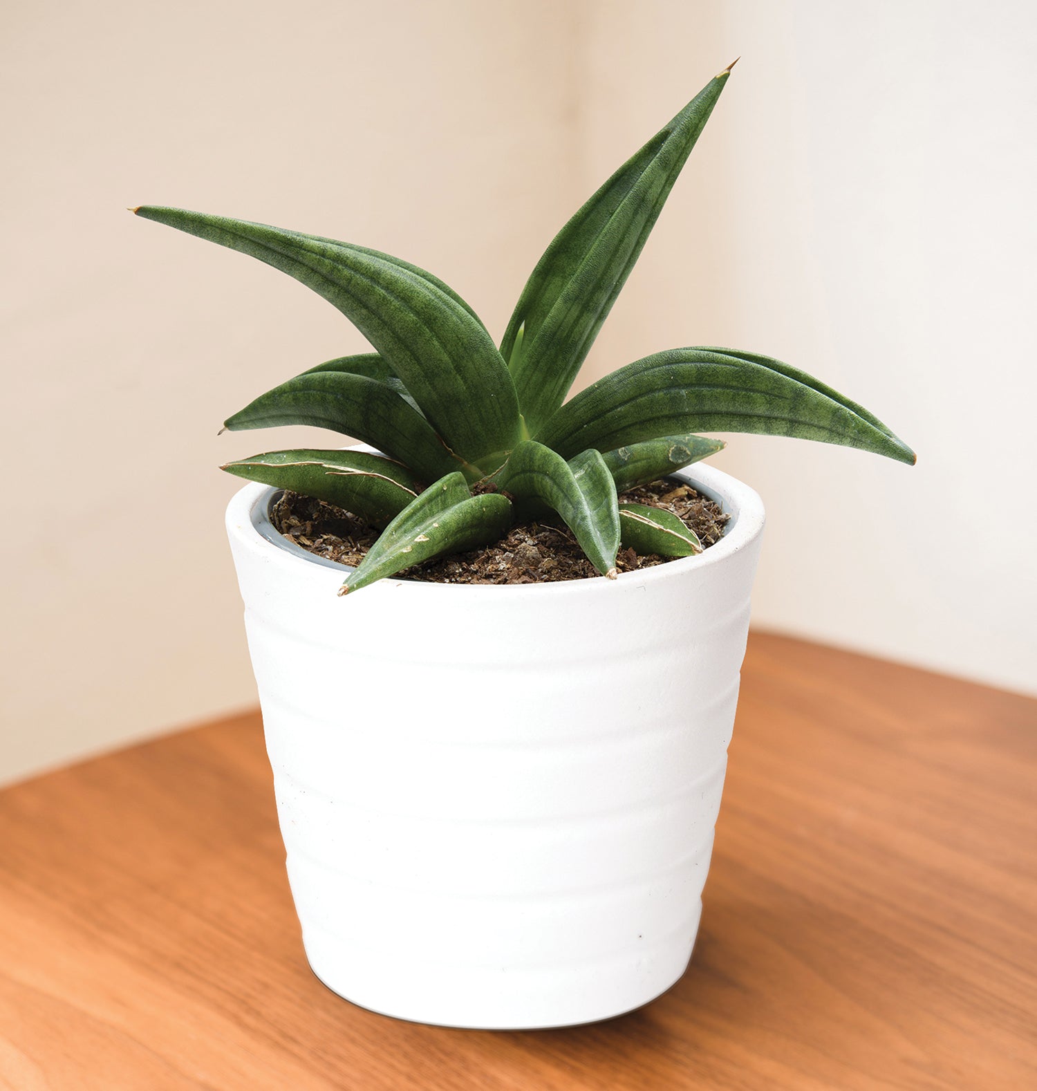 Sansevieria ‘Patens’ (Sansevieria patens)