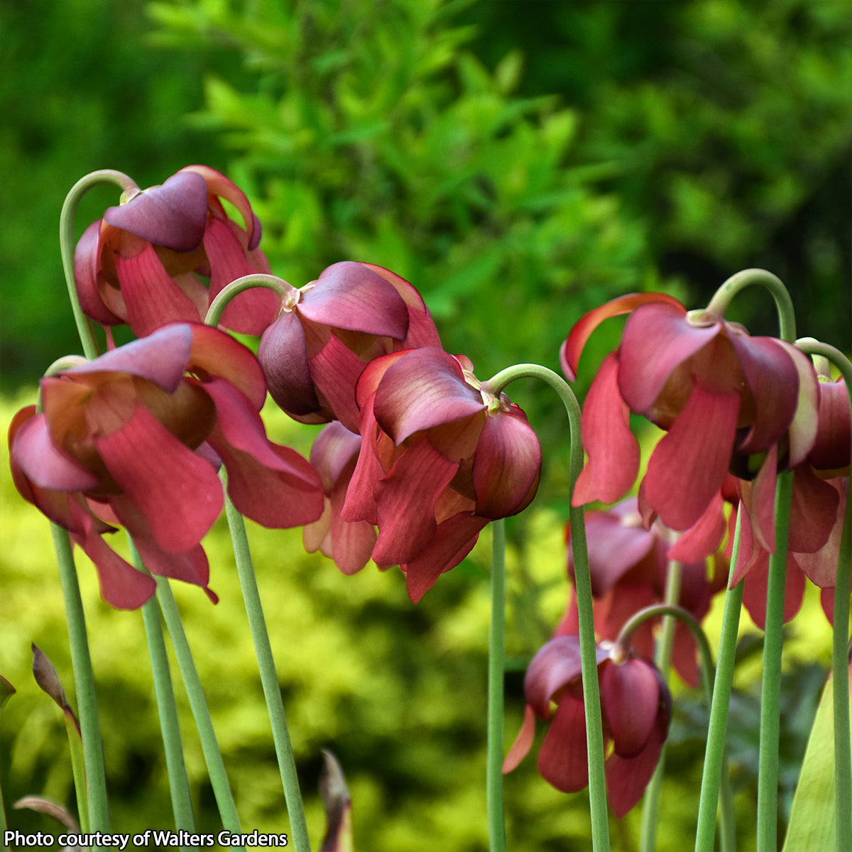 Pitcher Plant 'Conversation Piece' (Sarracenia x moorei)
