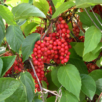 Schisandra