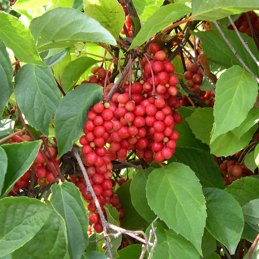 Schisandra Berry Vine Eastern Prince™ (Schisandra chinensis)