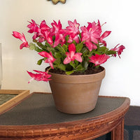 Holiday Cactus