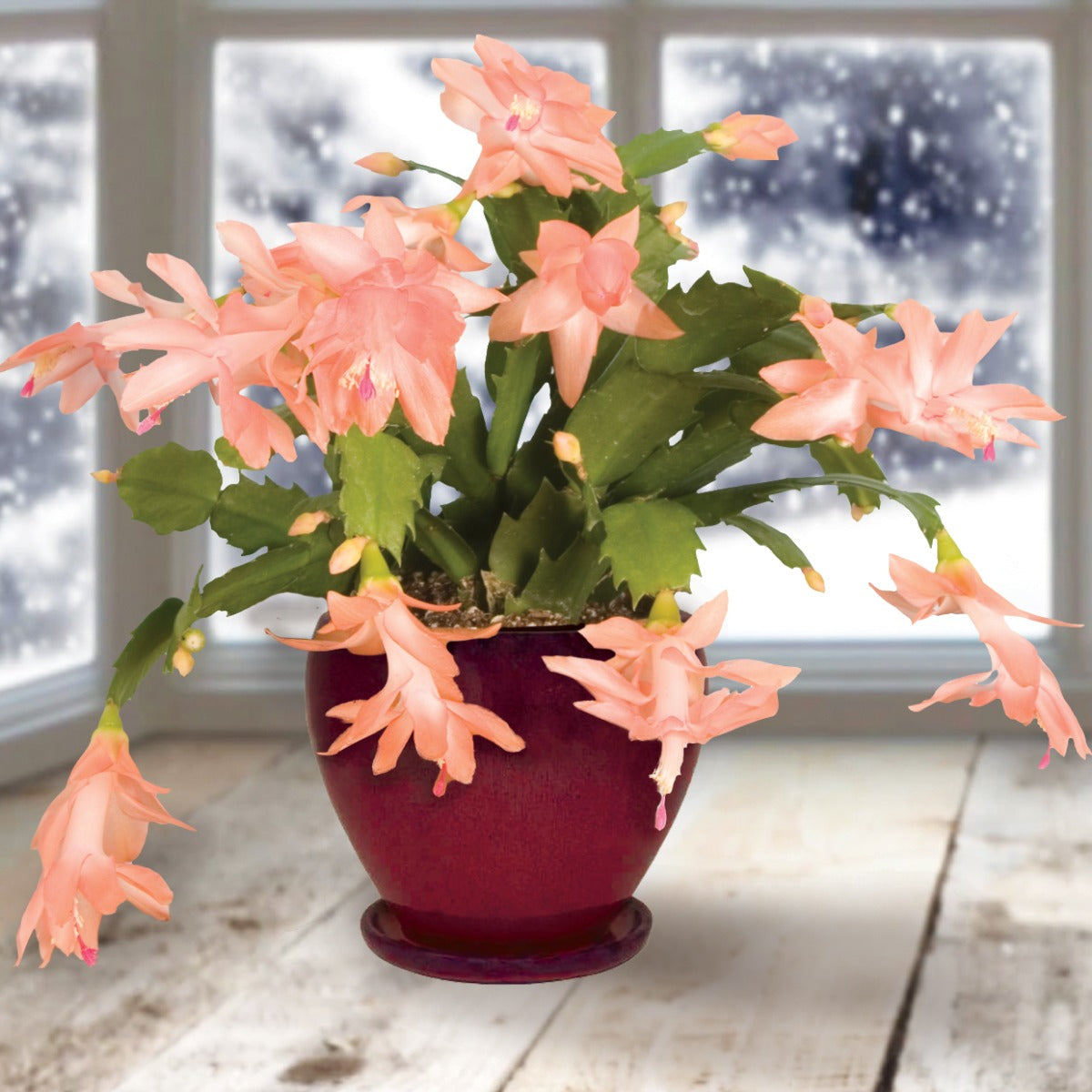 Holiday Cactus Christmas Fantasy