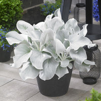 senecio_angel_wings (tropical-plants)