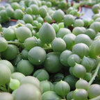 String of Pearls (Senecio rowleyanus)