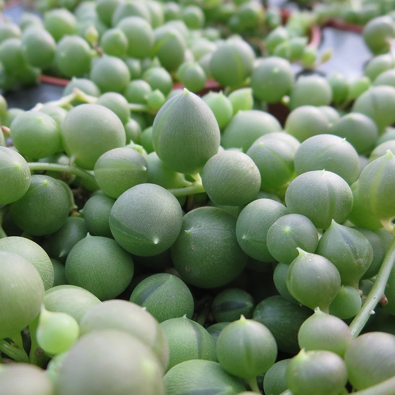 String of Pearls (Senecio rowleyanus)