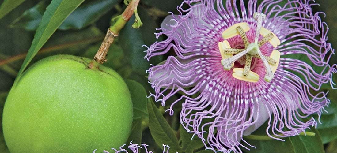 Hardy Passion Flower Maypop plant for sale