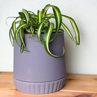 Spider Plants