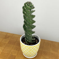 spiral-cactus-cereus-forbesii-spiralis (rare-plants)