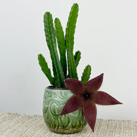 Stapelia