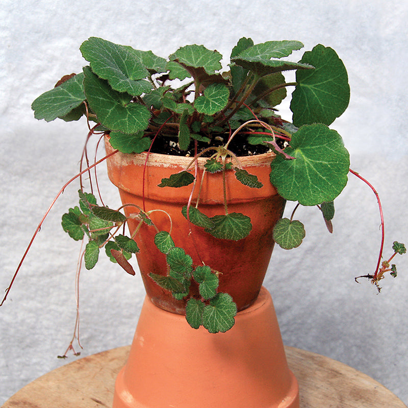 Strawberry Begonia