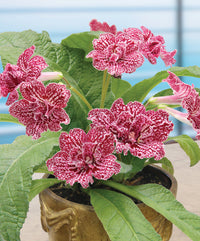 Cape Primrose