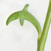 String of Dolphins