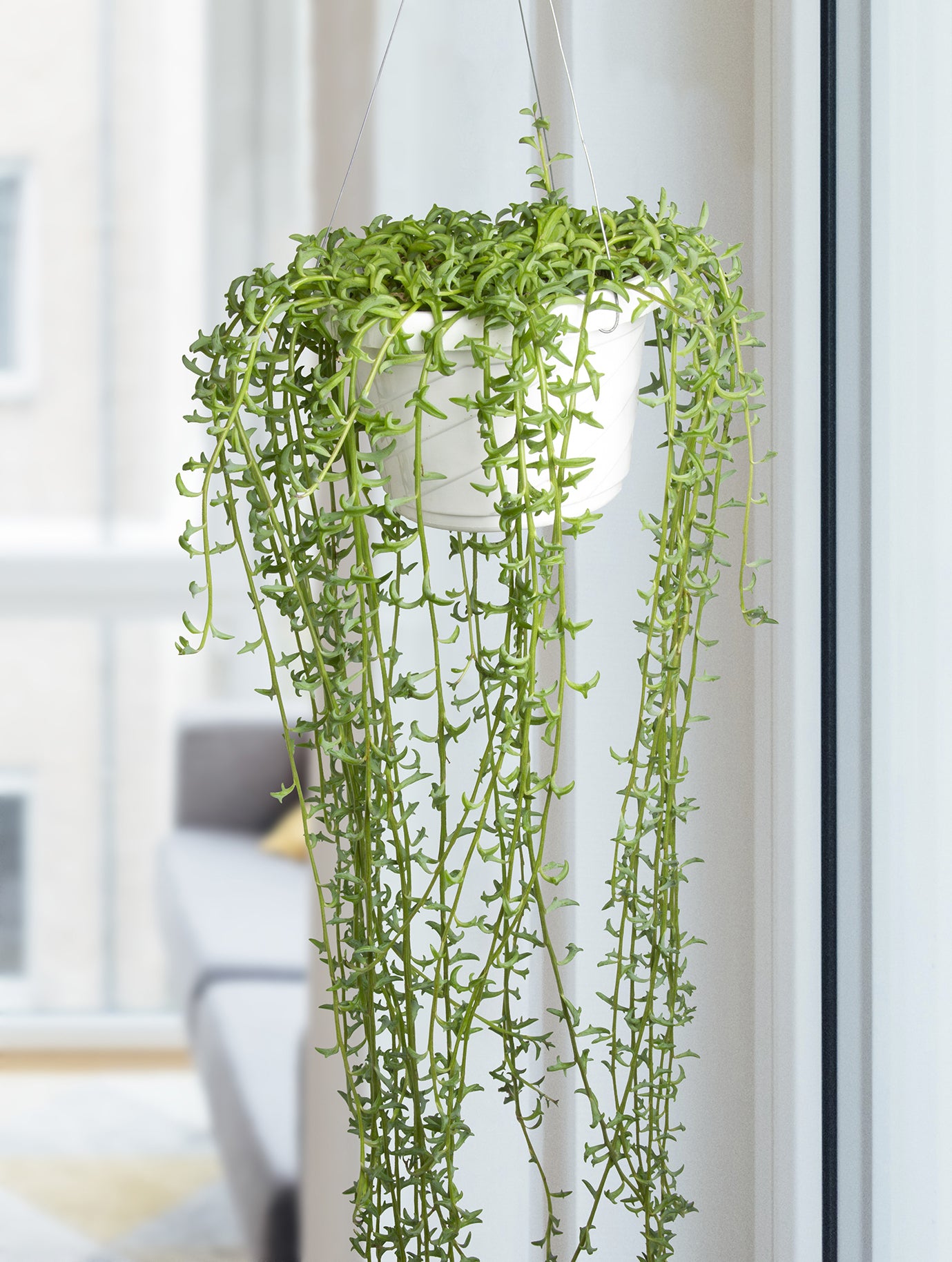 String of Dolphins Senecio (Senecio peregrinus)
