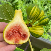 Figs