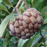 Sugar Apple