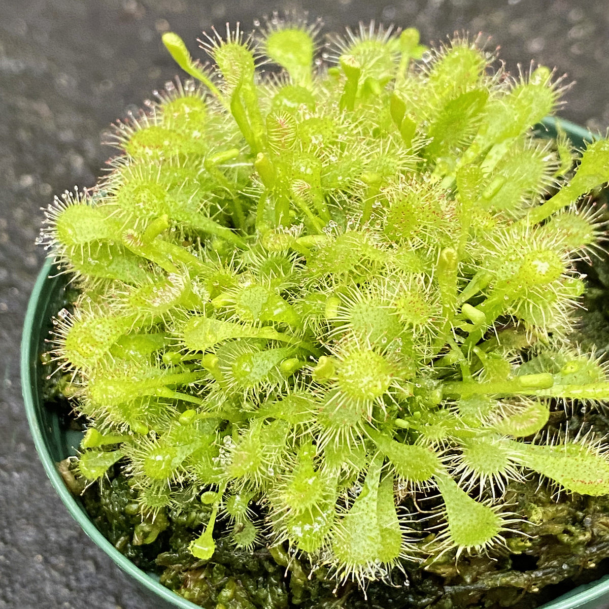 Spoon Leaf Sundew plant for sale