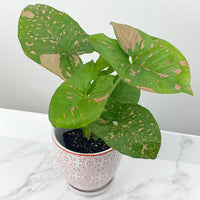 Syngonium