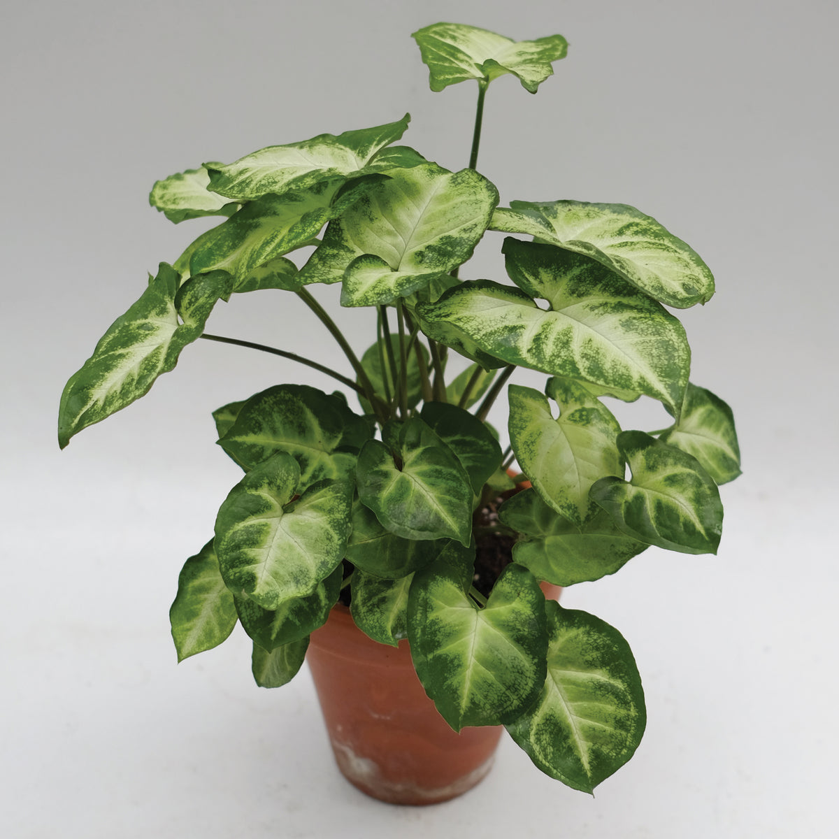 Syngonium ‘Pixie’ (Syngonium podophyllum)