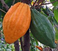 Cocoa