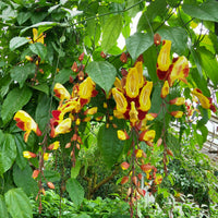 Thunbergia