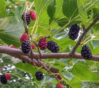 Mulberry